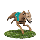 RG富遊娛樂城娛樂城白金賽狗 RG富遊娛樂城娛樂城白金賽狗